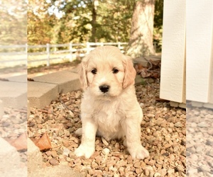 English Cream Golden Retriever-Poodle (Standard) Mix Puppy for sale in CHUCKEY, TN, USA