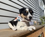 Mickey - Female Australian Cattle Dog Puppy for Sale - Photo #8