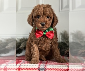 Poodle (Miniature) Puppy for sale in RICHMOND, IL, USA