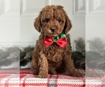 Image preview for Ad Listing. Nickname: mini poodle