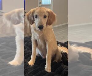 Golden Retriever Dogs for adoption in San Antonio, TX, USA