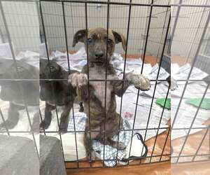 Ridge (NY-Sarah) - Female Dachshund-Unknown Mix Dog for Adoption