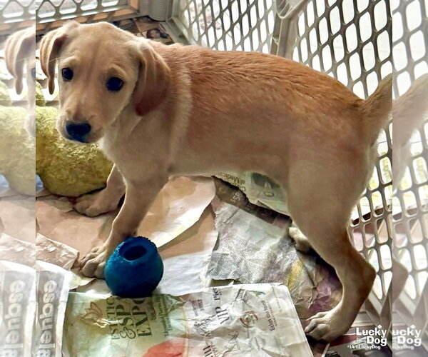 Medium Photo #3 Labrador Retriever-Unknown Mix Puppy For Sale in Washington, DC, USA