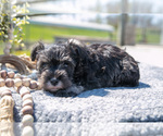 Small Photo #10 Schnauzer (Miniature) Puppy For Sale in BALTIC, OH, USA