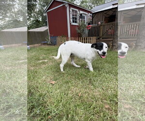 Labrador Retriever-Unknown Mix Dogs for adoption in The Woodlands, TX, USA