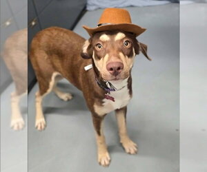 Labrador Retriever-Unknown Mix Dogs for adoption in Lakewood, CO, USA