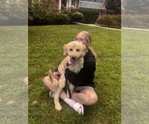 Golden Retriever Dogs for adoption in Brewster, NY, USA