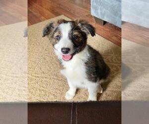 Border Collie-Papillon Mix Puppy for sale in CULPEPER, VA, USA