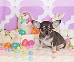 Small #5 Chihuahua