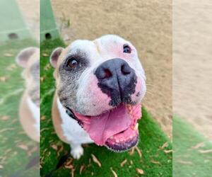 DUMPLING - Female Bulldog-Unknown Mix Dog for Adoption - Photo #3