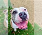 Small Photo #3 Bulldog-Unknown Mix Puppy For Sale in Chula Vista, CA, USA
