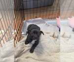 Small Dachshund Mix