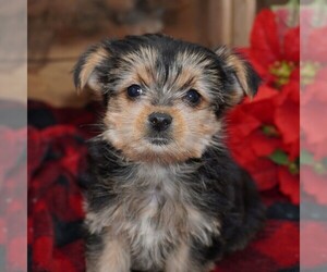 Yorkshire Terrier-Zuchon Mix Puppy for sale in THORP, WI, USA