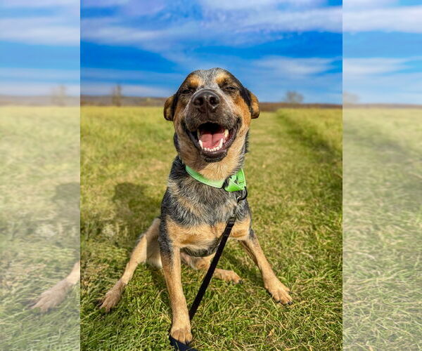 Medium Photo #1 Mutt Puppy For Sale in Garden City, NY, USA