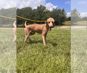 Perry Jul 26 - Male Goldendoodle Dog for Adoption - Photo #5