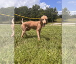 Small Photo #5 Goldendoodle Puppy For Sale in Pacolet, SC, USA