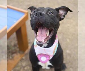 Labrador Retriever-Unknown Mix Dogs for adoption in San Antonio, TX, USA