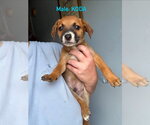 Small #4 Mutt