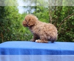 Small #4 Poodle (Toy)
