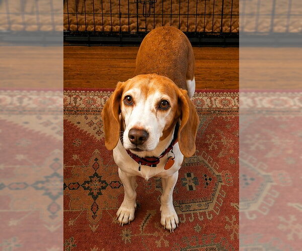 Medium Photo #23 Beagle Puppy For Sale in Dunnellon, FL, USA