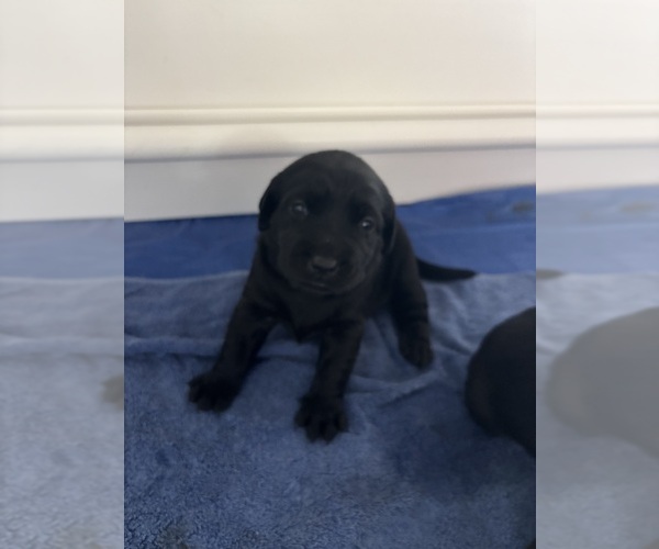 Medium Photo #7 Labrador Retriever Puppy For Sale in LEMON GROVE, CA, USA