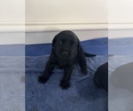 Small Photo #7 Labrador Retriever Puppy For Sale in LEMON GROVE, CA, USA