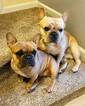 Small Photo #7 French Bulldog Puppy For Sale in RALEIGH, NC, USA