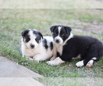 Small Photo #3 Border Collie-English Shepherd Mix Puppy For Sale in MOORCROFT, WY, USA