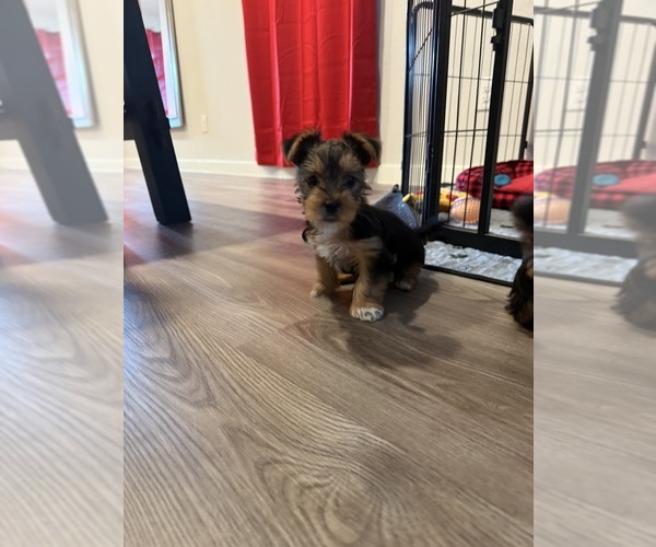 Medium Photo #1 Yorkshire Terrier Puppy For Sale in KATY, TX, USA
