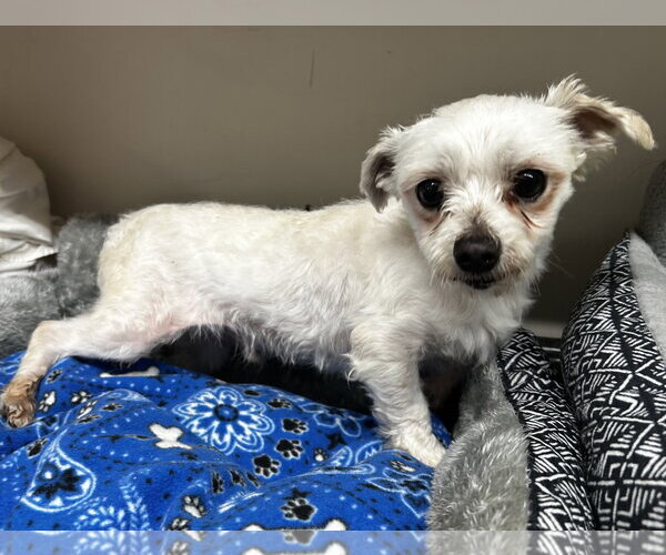 Medium Photo #2 Maltese Puppy For Sale in Pacolet, SC, USA