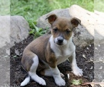 Small #2 Australian Shepherd-Jack Russell Terrier Mix