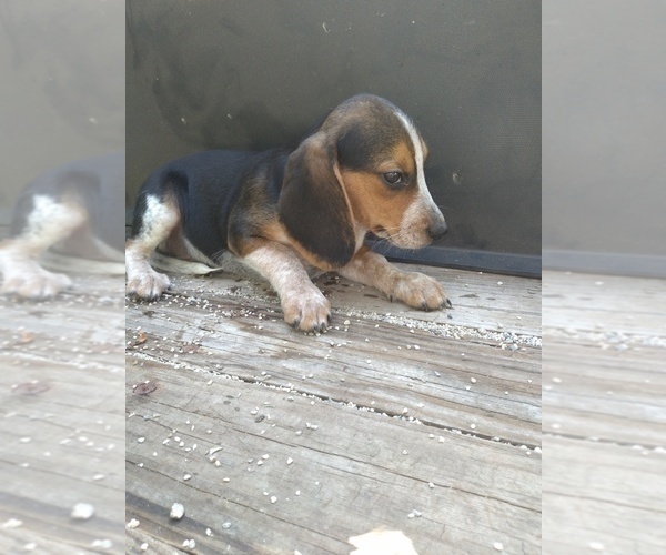 Medium Photo #3 Beagle Puppy For Sale in LAFAYETTE, IN, USA