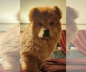 Mother of the Chow Chow puppies born on 10/29/2024