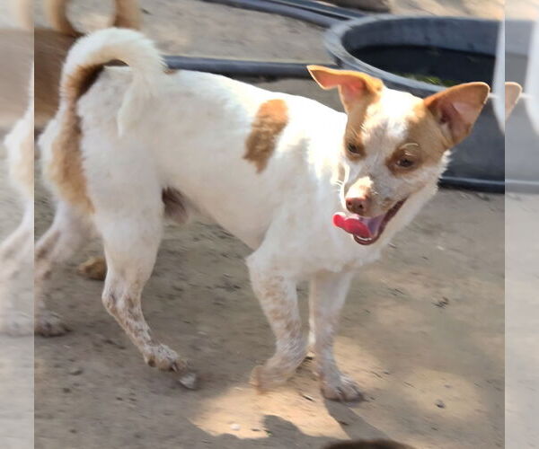 Medium Photo #3 Jack Russell Terrier-Unknown Mix Puppy For Sale in Peralta, NM, USA
