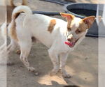 Small #2 Jack Russell Terrier Mix