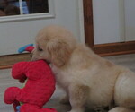 Small #4 Golden Retriever