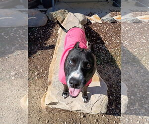 Eclipse - Female Siberian Husky-Unknown Mix Dog for Adoption - Photo #2