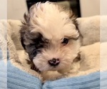Small Photo #12 Zuchon Puppy For Sale in RENO, NV, USA