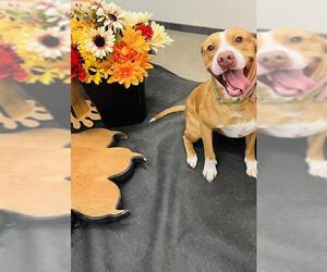 Rhodesian Ridgeback-Unknown Mix Dogs for adoption in Globe, AZ, USA