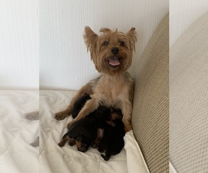 Yorkshire Terrier Puppy for sale in MIRAMAR, FL, USA