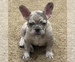 Small Photo #19 French Bulldog Puppy For Sale in GIG HARBOR, WA, USA