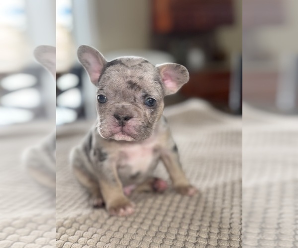 Medium Photo #65 French Bulldog Puppy For Sale in HILTON, NY, USA