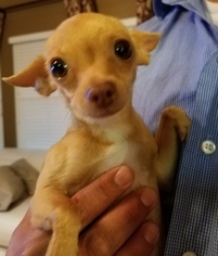 Mother of the Chihuahua puppies born on 04/16/2017