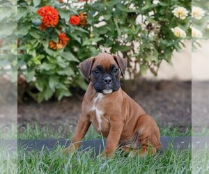 Boxer Puppy for sale in HONEY BROOK, PA, USA