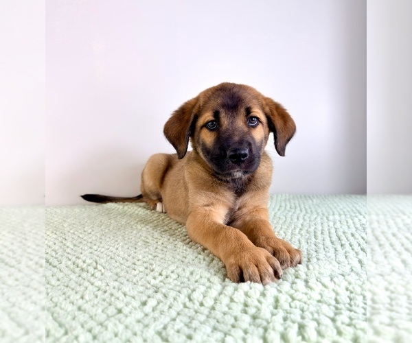 Medium Photo #5 Border Collie-Cane Corso Mix Puppy For Sale in GREENFIELD, IN, USA