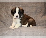 Small #38 Saint Bernard