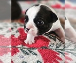 Small #2 Boston Terrier