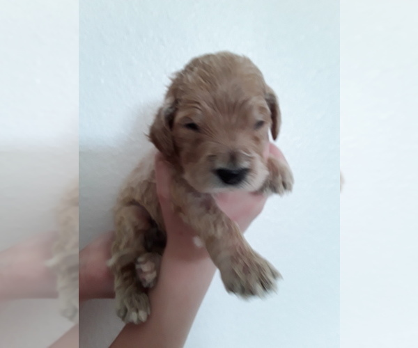 Medium Photo #3 Double Doodle Puppy For Sale in KALISPELL, MT, USA