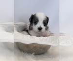 Puppy Gio Saint Berdoodle