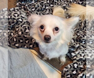 Chihuahua Dogs for adoption in Walnutport, PA, USA